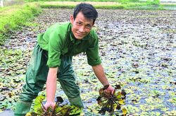 Mùa củ ấu trên đất Quân Khê