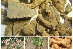 Bài thuốc chữa chứng ngứa về đêm