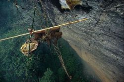 'Đứng tim' nghề săn mật ong cổ xưa trên vách núi ở Nepal