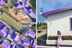 Hòn đảo 'tím lịm' thu hút khách du lịch ở Hàn Quốc