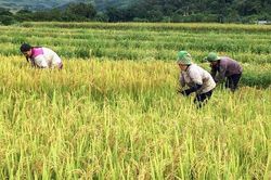 Lai Châu thực hiện hiệu quả công tác giảm nghèo bền vững