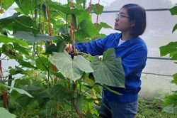 Cô gái miền núi mang khát vọng đào tạo nông nghiệp công nghệ cao