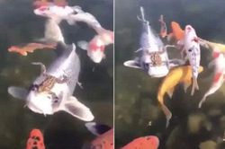 'Chết cười' với khoảnh khắc 'quá giang' trong thế giới động vật