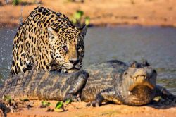 CLIP: Báo đốm bơi qua sông, đoạt mạng cá sấu Caiman trong 'một nốt nhạc'