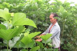 Đòn bẩy phát triển bền vững dâu tằm tại huyện Đạ Tẻh