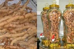 Uống rượu ba kích, người đàn ông cương dương liên tục 30 tiếng