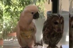 Chú vẹt thích chọc ghẹo cú mèo