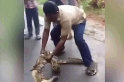 Người đàn ông dùng tay bóp cổ 'trăn khủng'