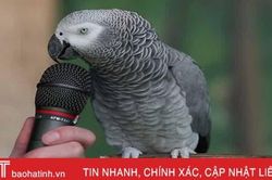 Con vẹt đáo để