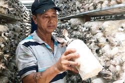 Trồng nấm sạch, lão nông ở Chư Sê thu lãi hơn 40 triệu đồng mỗi tháng