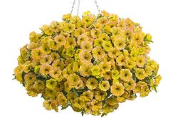 Tử vi hôm nay 18/11 của 12 cung hoàng đạo: Bọ Cạp có nhiều chuyện buồn