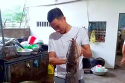 Bắt được cá trê 'khủng' dài 1 mét tại Nghệ An