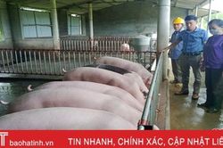 Dịch tả lợn châu Phi tái bùng phát 'kéo' giá lợn hơi giảm sâu