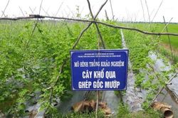 Hiệu quả mô hình trồng khổ qua ghép gốc mướp