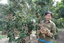 Nông dân An Thành thu nhập khá từ nhãn trái vụ