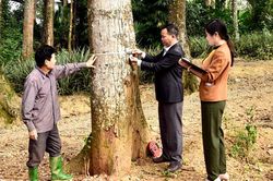 Bảo tồn vườn chò chỉ quý