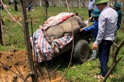 Hà Tĩnh: Sau lũ, dịch tả lợn châu Phi tái phát trầm trọng
