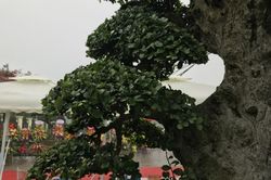 Cây duối cổ đẹp 'tuyệt đỉnh', đại gia chi 10 tỷ vẫn không mua được