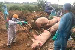 Xuất hiện bệnh Dịch tả lợn châu Phi tại huyện Đan Phượng