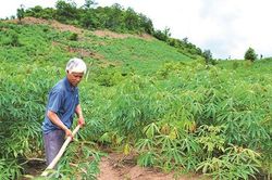 Cùng dân bản thoát nghèo