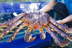 Chất lượng cua hoàng đế giá 780.000 đồng/kg ra sao?