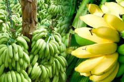 Giá thực phẩm hôm nay 20/11: Giá chuối già tăng mạnh