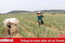 Xã Hà Long phát triển sản xuất, nâng cao thu nhập cho người dân