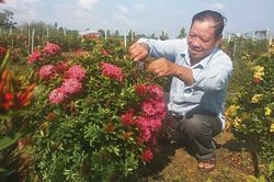 Trồng bông trang làm kinh tế