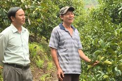 Măng cụt sai trái trên đất Tân Lạc