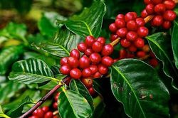 Lo ngại thời tiết và cước vận chuyển tiếp tục tác động lên giá cà phê