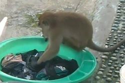 Chủ nhà kinh ngạc khi phát hiện khỉ hoang giặt quần áo hộ mình