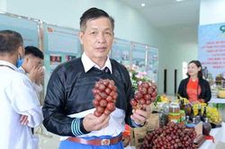 Sơn La: Thu hàng trăm triệu đồng mỗi năm từ trồng cây dược liệu