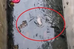 Giải cứu chó sơ sinh rơi xuống hào nước