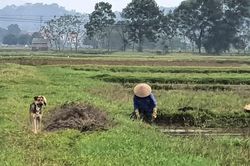 Mẹ tôi và mưa theo chiều thẳng đứng