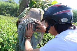 Cận cảnh 'tuyệt chiêu' của thợ săn ong giống ở Nghệ An