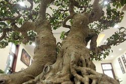 Ngắm cây cảnh 'huynh đệ đồng khoa' kỳ dị đặt trong nhà