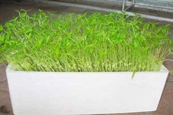 Kỹ thuật trồng rau sạch bằng phương pháp thủy canh