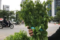 Rau rừng có giá thành đắt ngang với thịt lợn vẫn được 'săn lùng'