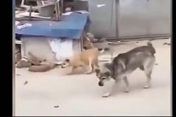 Hai chú chó nhảy theo nhạc cực điêu luyện
