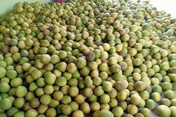 2.000 đồng một quả bưởi Diễn, Đoan Hùng