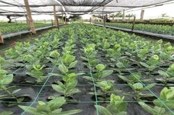 Tiếp tục hỗ trợ đầu tư phát triển kết cấu hạ tầng đối với Hợp tác xã nông nghiệp tỉnh Nam Định