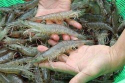 Mua tôm về đừng bỏ ngay vào tủ lạnh, hãy làm thêm 1 bước để khử mùi, bảo quản cả tháng vẫn tươi ngon