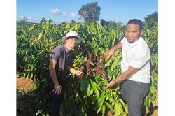 Đồng bào Bahnar ở Đak Đoa sản xuất cà phê theo tiêu chuẩn UTZ