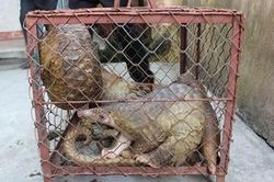 Cảnh báo từ 20 tổ chức bảo tồn động vật hoang dã