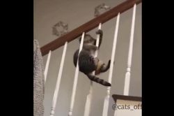 Clip: Trèo quá cao, chú mèo vất vả tìm đường xuống