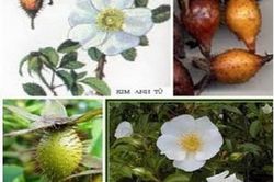 Thích lê tử: Bổ thận, ích tinh