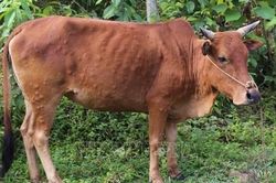 Quảng Ninh: Phát hiện bệnh truyền nhiễm mới trên trâu bò.