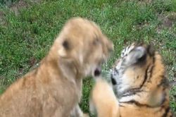 Sư tử con và hổ con hồn nhiên chơi trò tát nhau