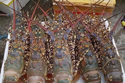 Covid kéo dài, nhiều loại hải sản cao cấp rẻ bất ngờ, người nghèo cũng ngấy