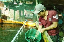 Nuôi cá chạch lấu ở xã Khánh Hòa